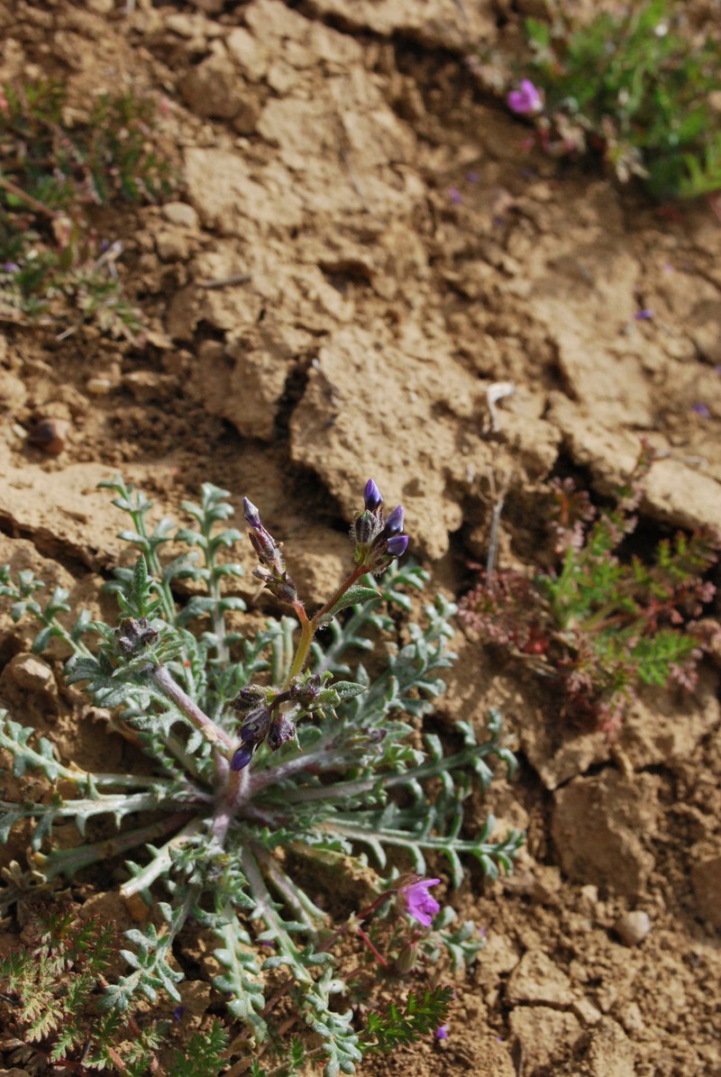 Gilia brecciarum subsp. jacens photo 2