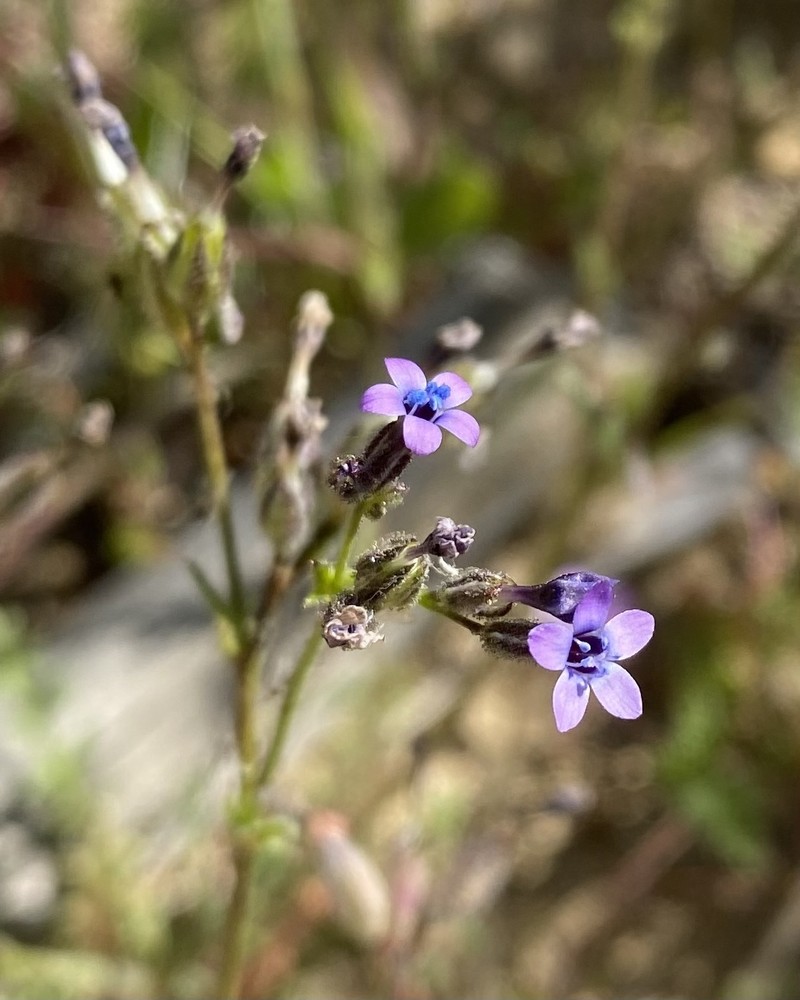 Gilia brecciarum subsp. jacens photo 3
