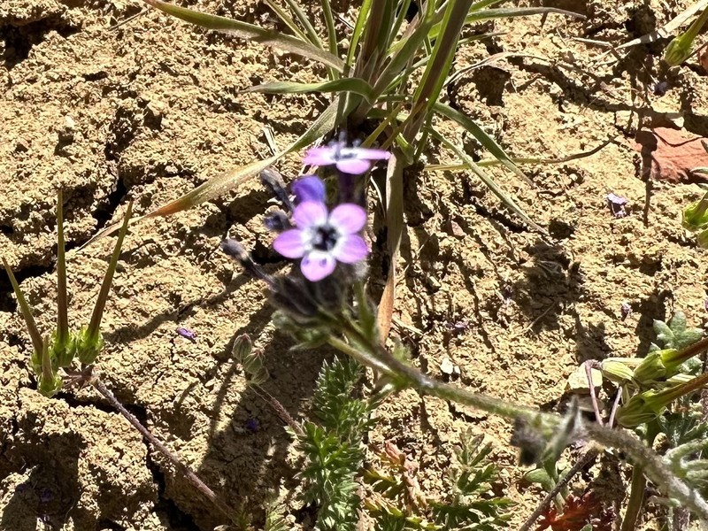 Gilia brecciarum subsp. jacens photo 4