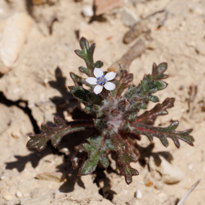 Gilia brecciarum subsp. jacens photo 5