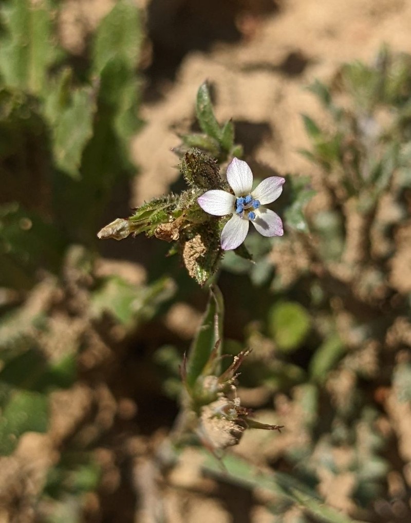 Gilia brecciarum subsp. jacens photo 6