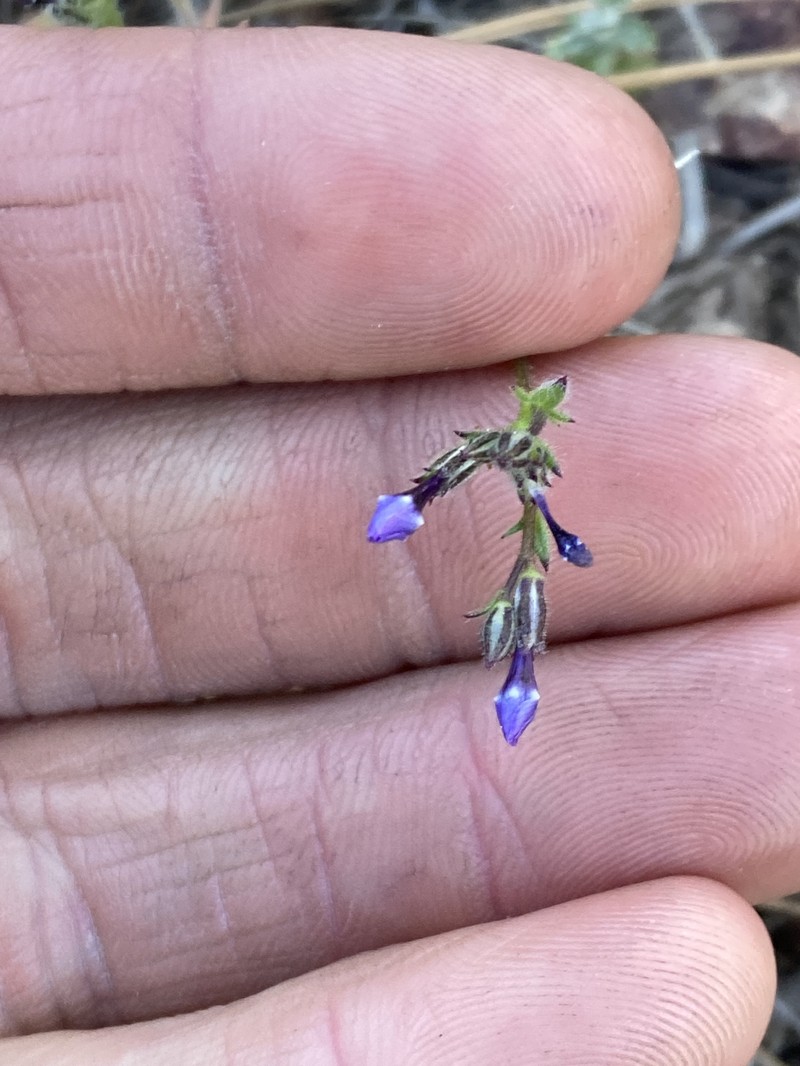 Gilia brecciarum subsp. jacens photo 7