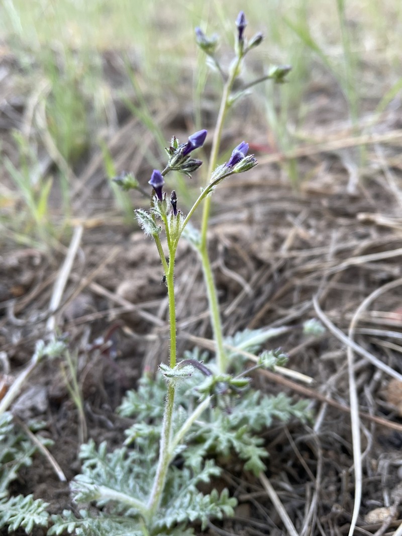 Gilia brecciarum subsp. jacens photo 8