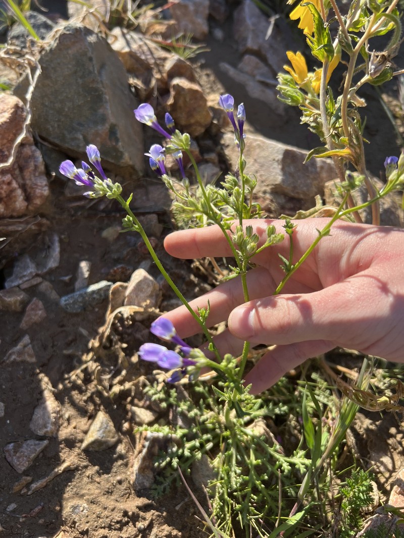 Gilia brecciarum subsp. neglecta