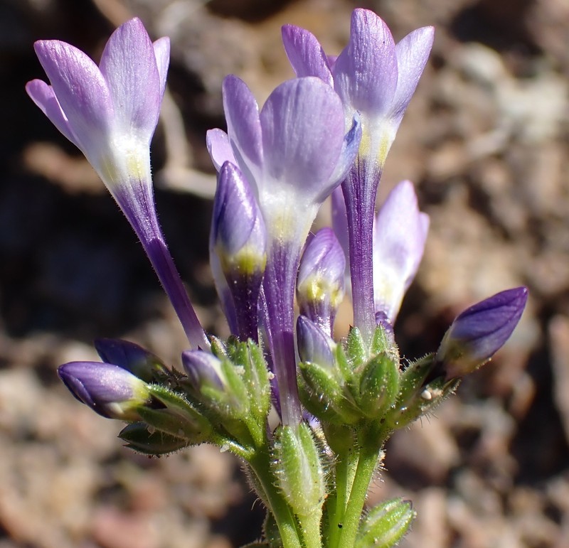 Gilia brecciarum subsp. neglecta photo 2