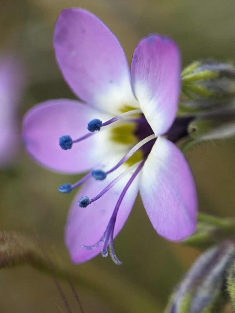 Gilia brecciarum subsp. neglecta photo 3