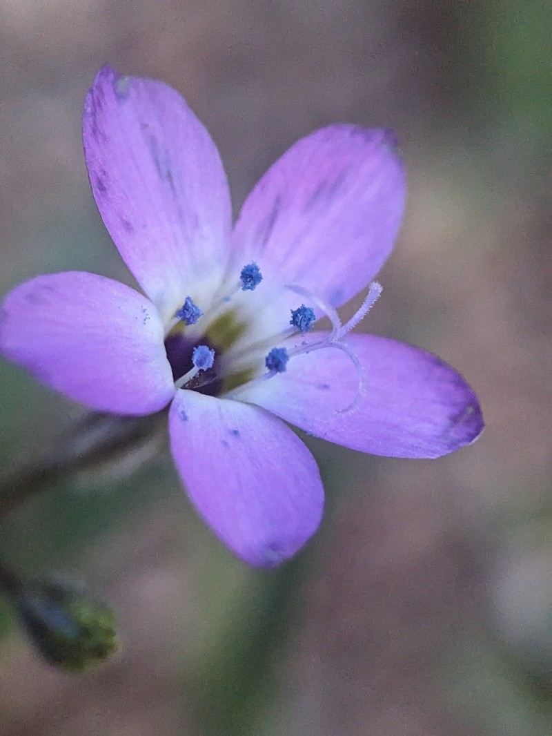 Gilia brecciarum subsp. neglecta photo 4