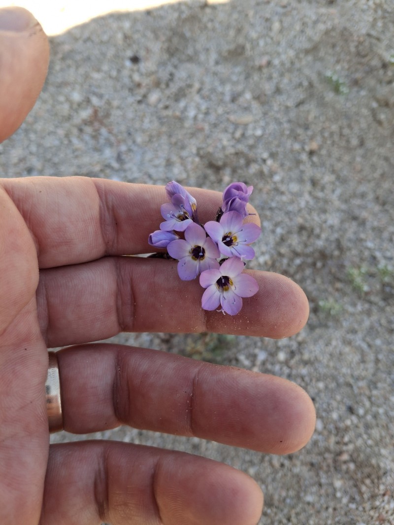 Gilia brecciarum subsp. neglecta photo 5
