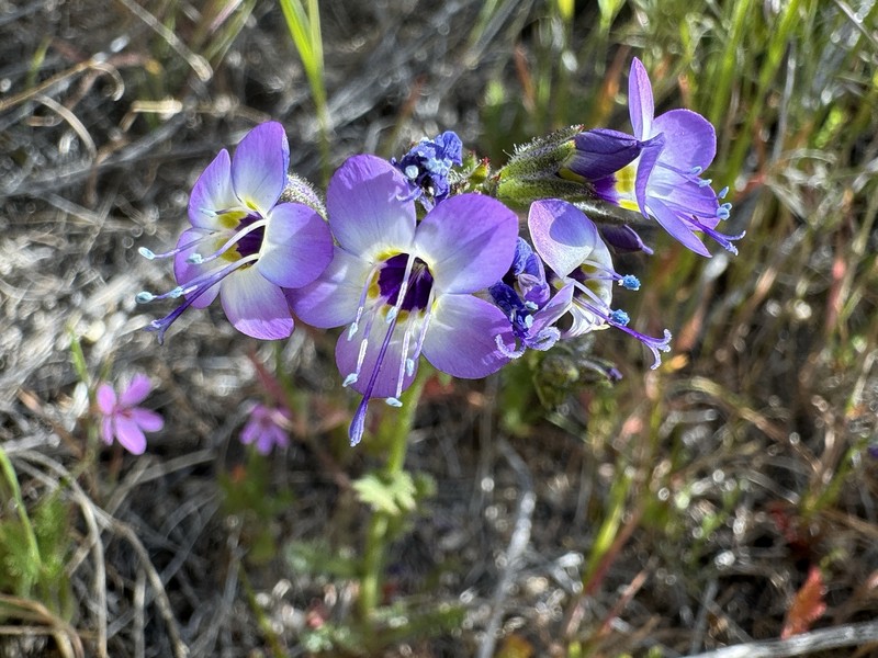 Gilia brecciarum subsp. neglecta photo 6