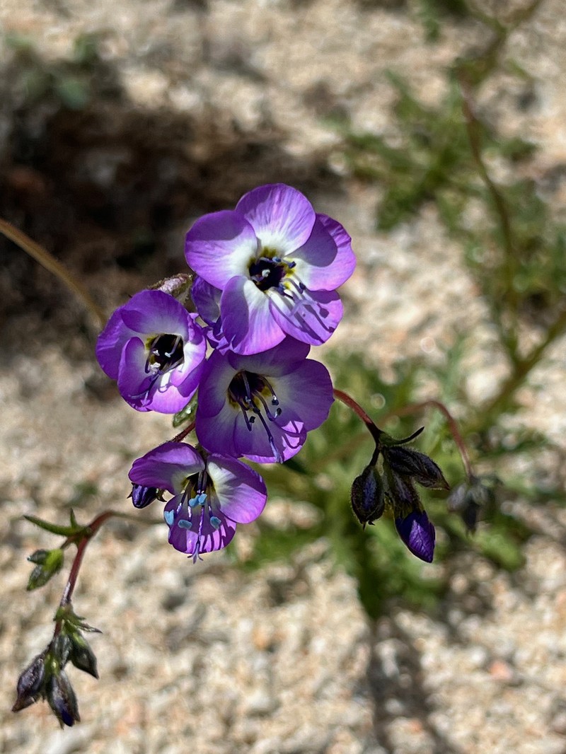 Gilia brecciarum subsp. neglecta photo 7