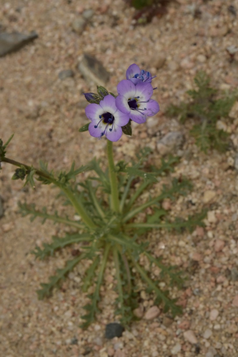 Gilia brecciarum subsp. neglecta photo 8