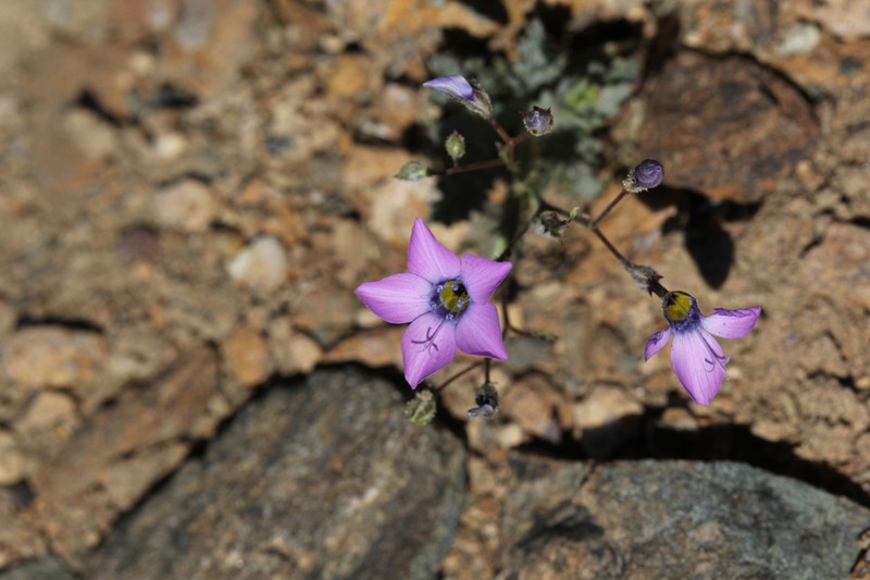 Showy Gilia