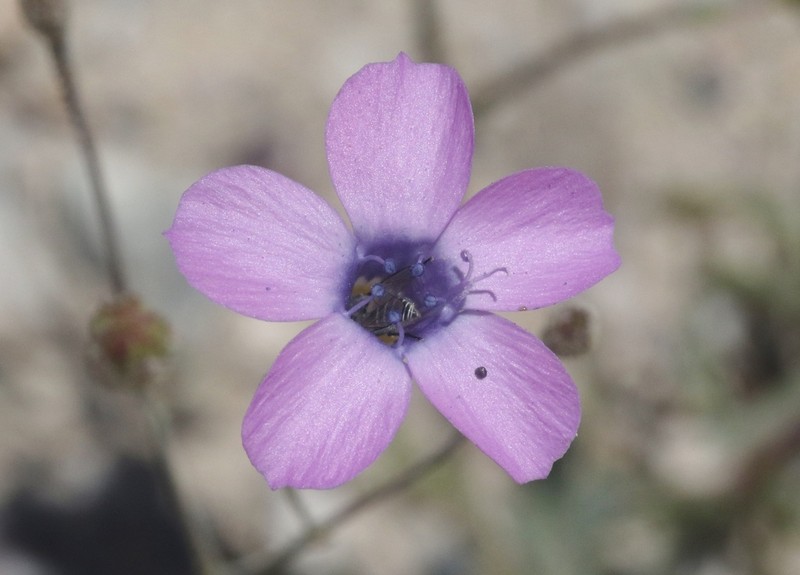 Showy Gilia photo 2