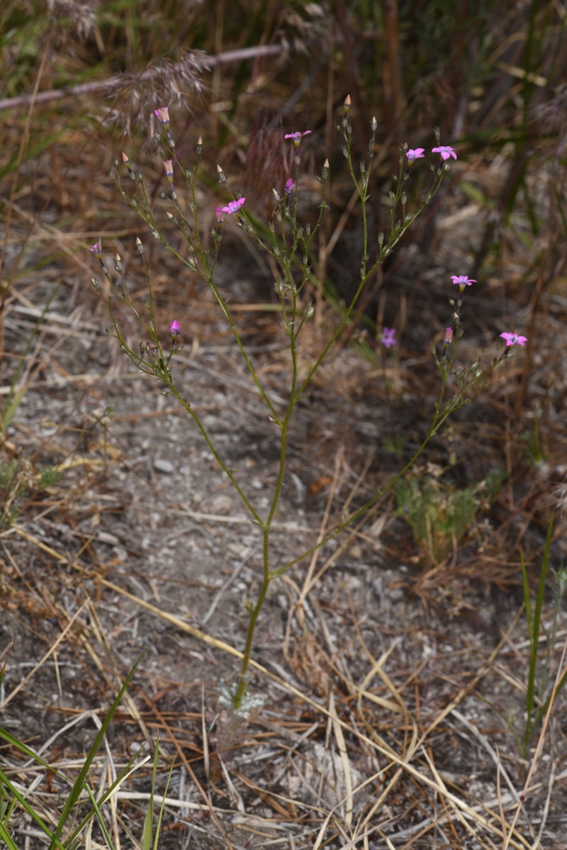Showy Gilia photo 3