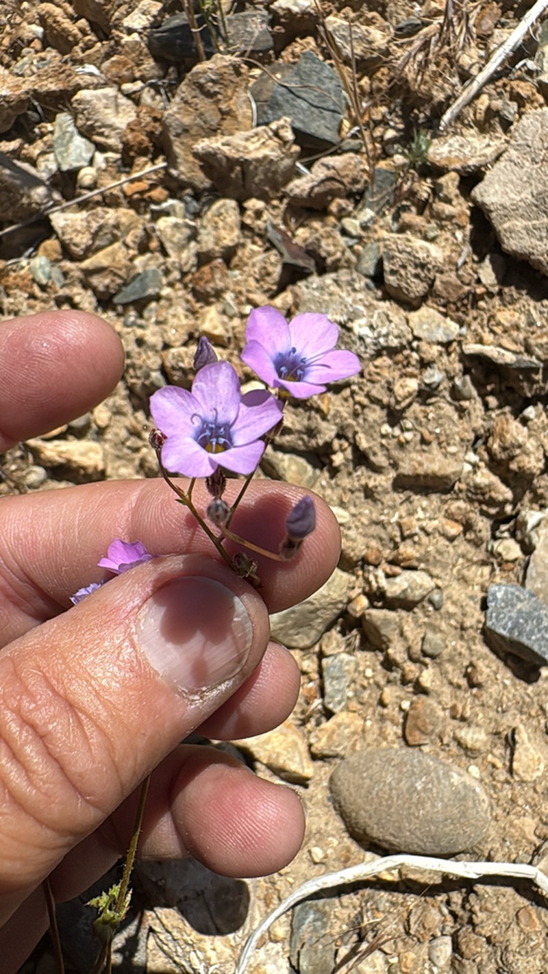 Showy Gilia photo 4