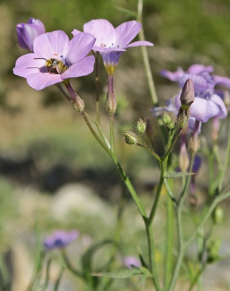 Showy Gilia photo 5