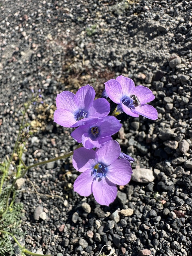 Showy Gilia photo 6
