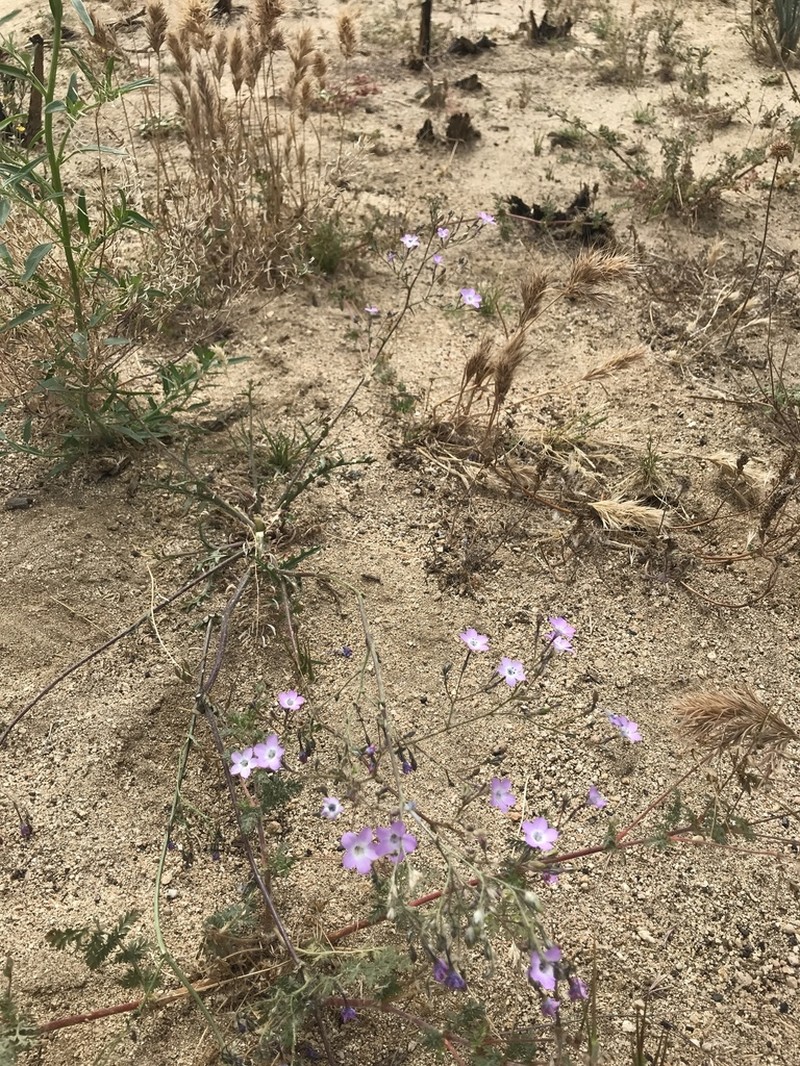 Showy Gilia photo 7