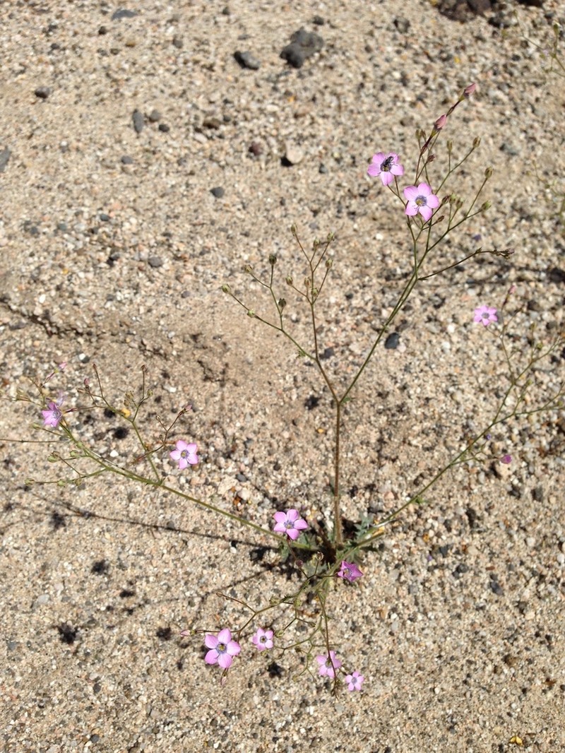 Showy Gilia photo 8