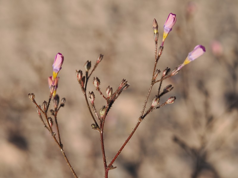 Gilia cana subsp. bernardina