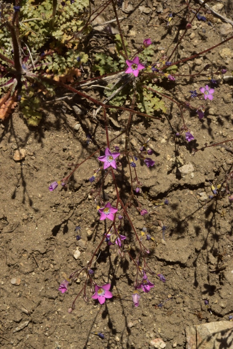 Gilia cana subsp. bernardina photo 2