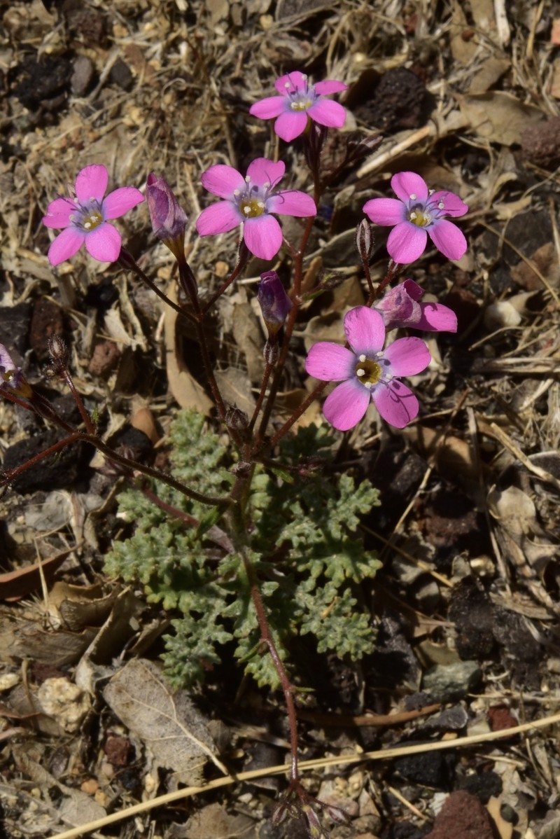 Gilia cana subsp. bernardina photo 3
