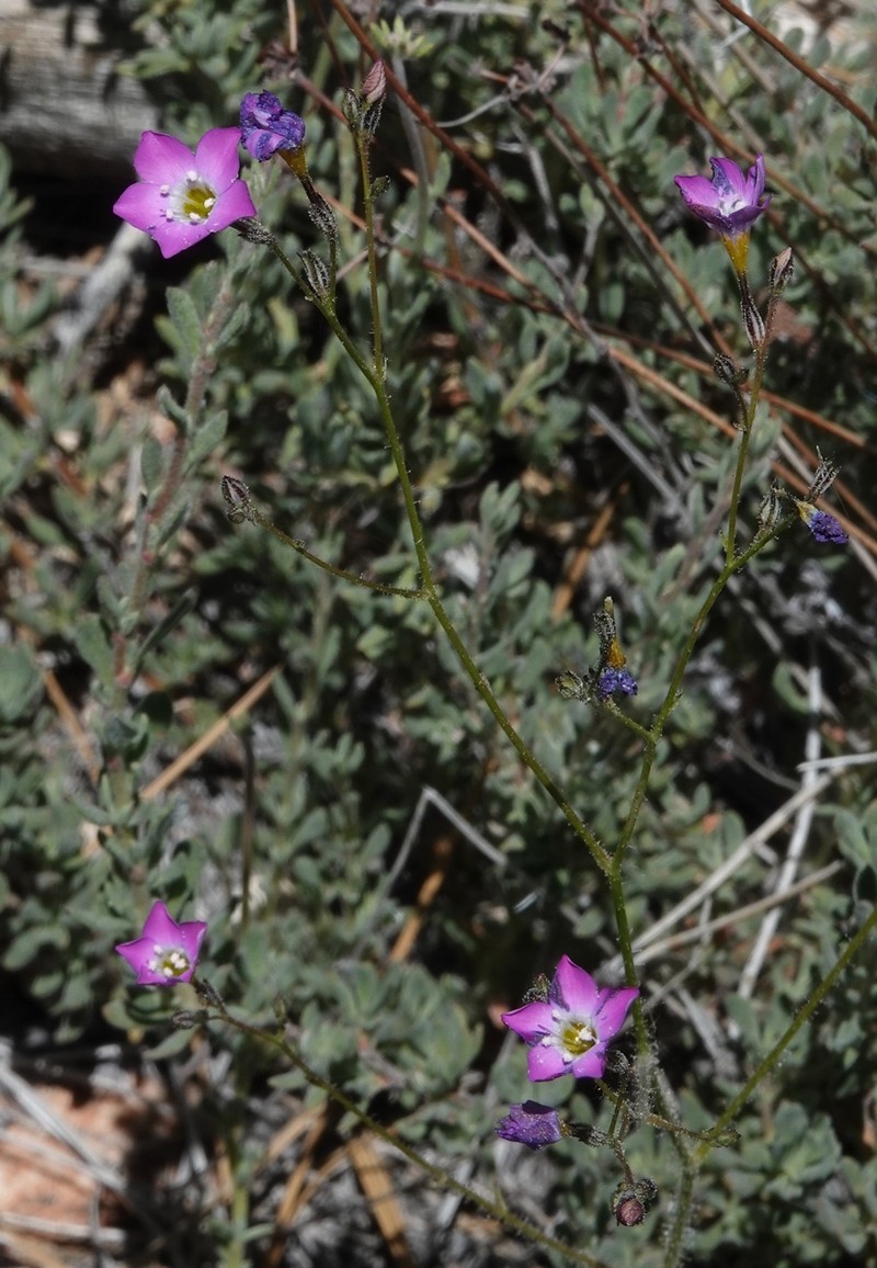 Gilia cana subsp. bernardina photo 4