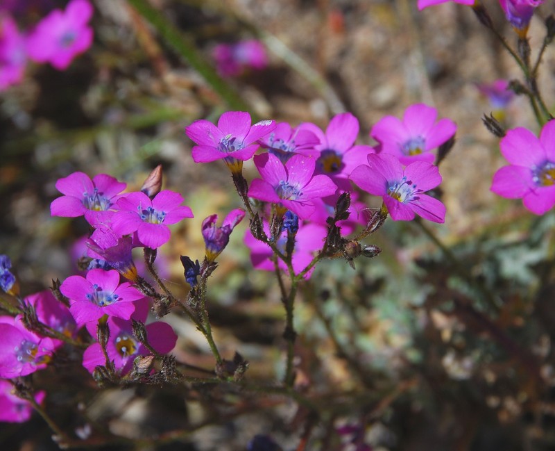 Gilia cana subsp. bernardina photo 5