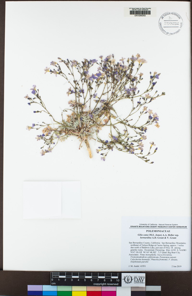 Gilia cana subsp. bernardina photo 6