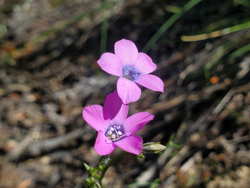 Gilia cana subsp. cana