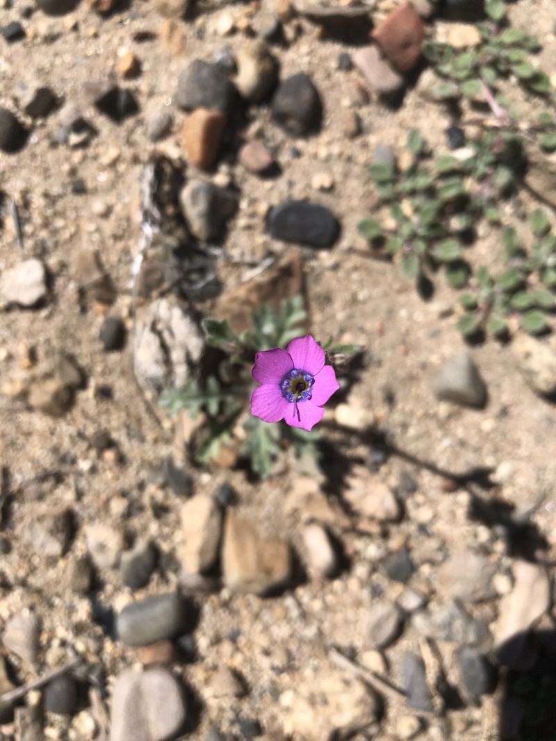 Gilia cana subsp. cana photo 2