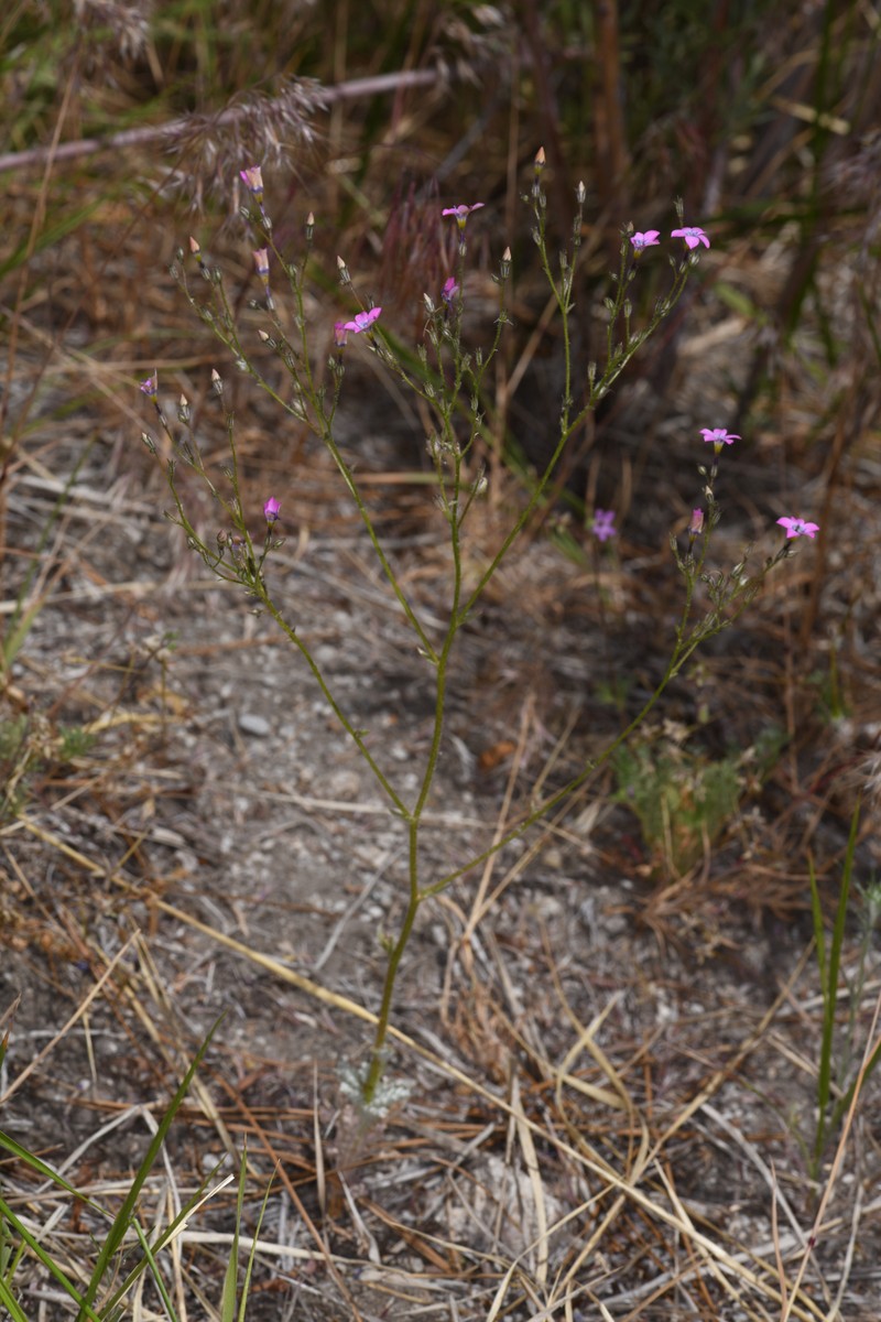 Gilia cana subsp. cana photo 3