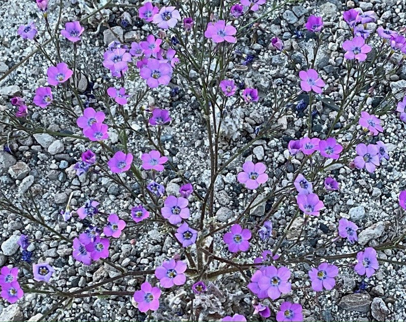 Gilia cana subsp. cana photo 4