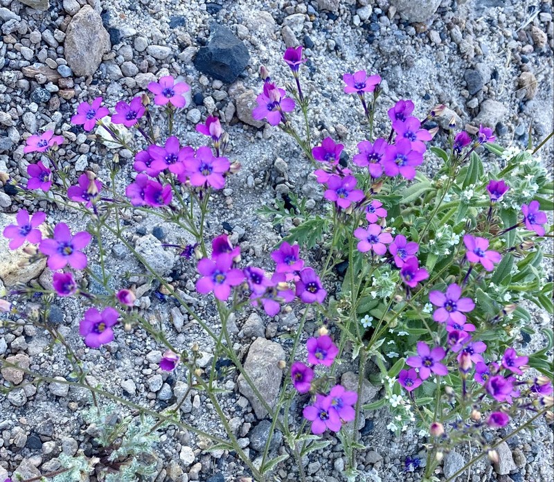 Gilia cana subsp. cana photo 5