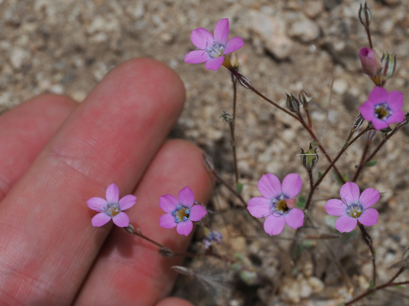 Gilia cana subsp. cana photo 6