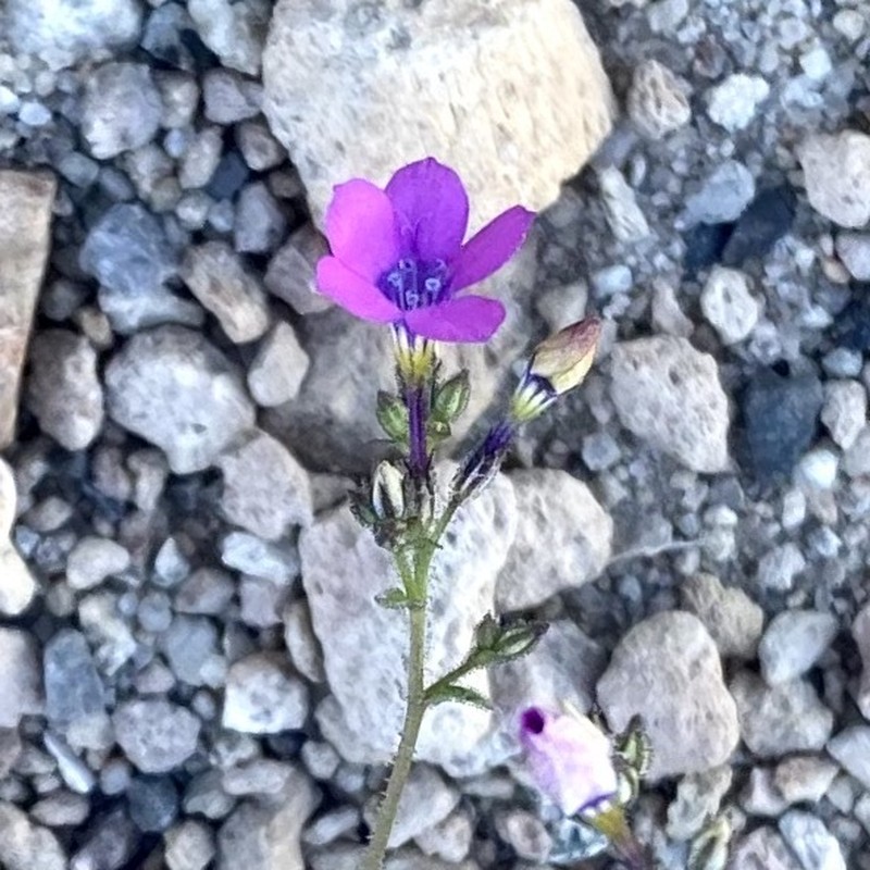 Gilia cana subsp. cana photo 7