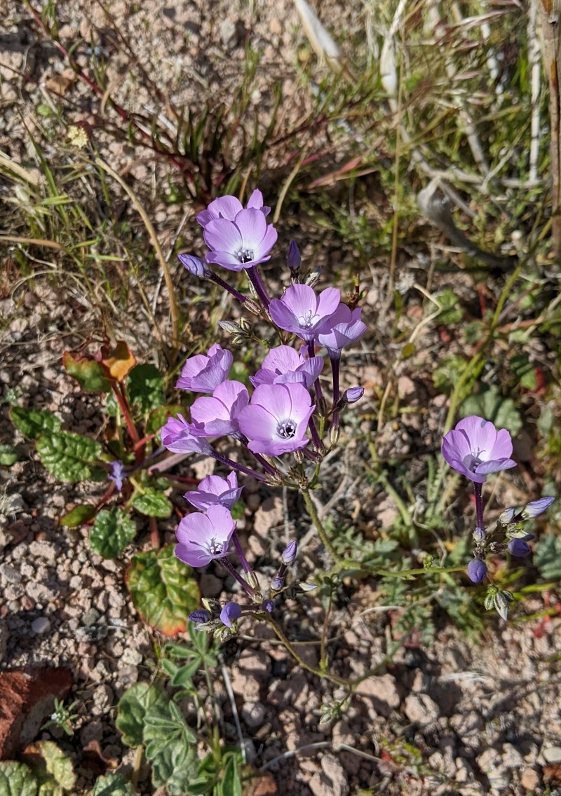 Gilia cana subsp. speciosa