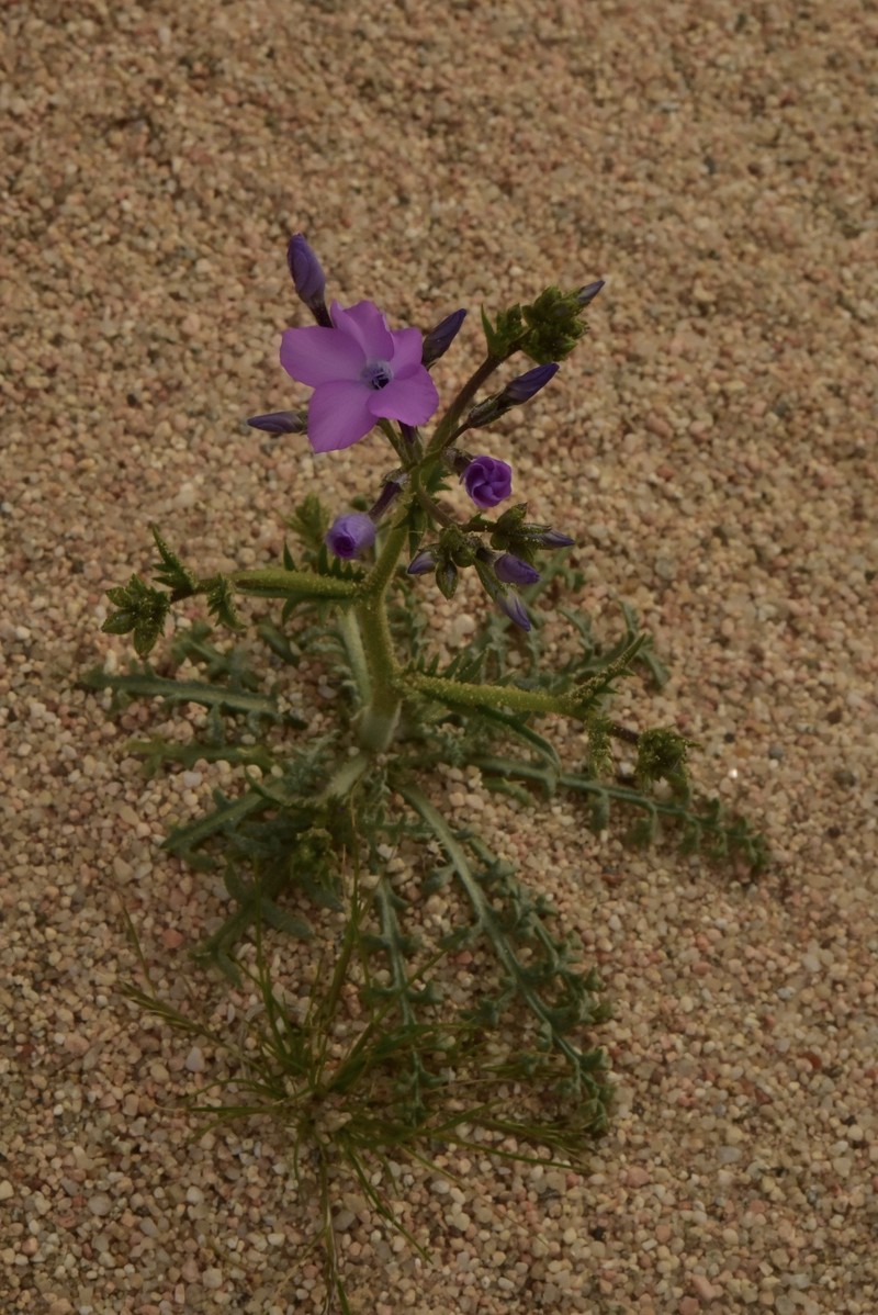 Gilia cana subsp. speciosa photo 2