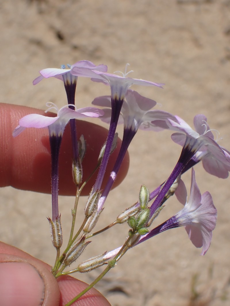 Gilia cana subsp. speciosa photo 3