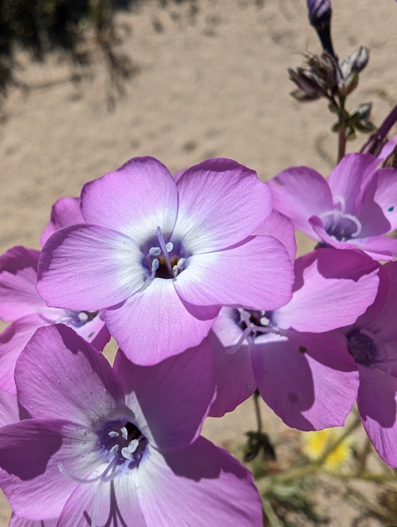 Gilia cana subsp. speciosa photo 4