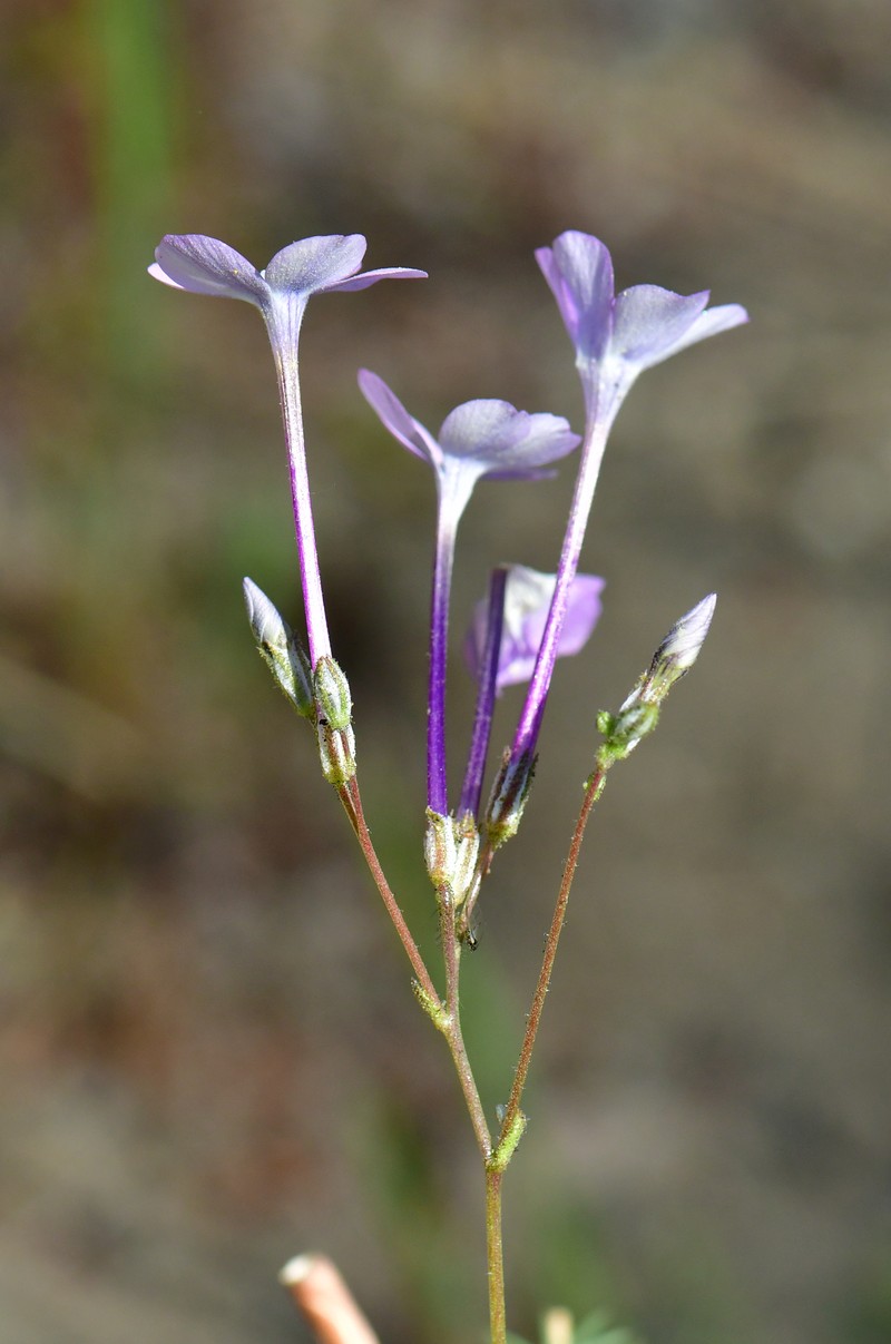 Gilia cana subsp. speciosa photo 5