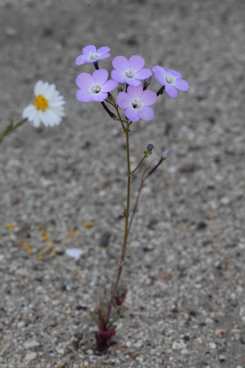 Gilia cana subsp. speciosa photo 6