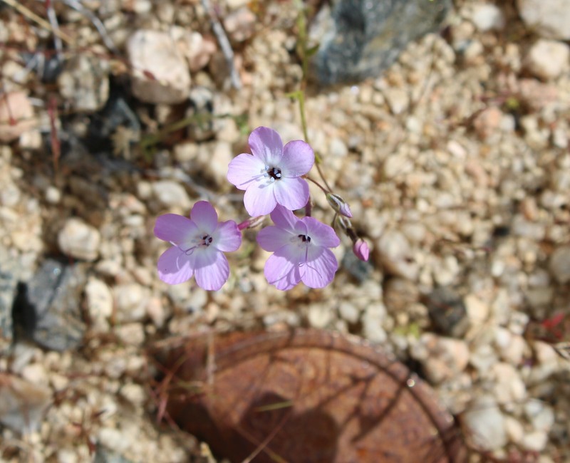 Gilia cana subsp. speciosa photo 7
