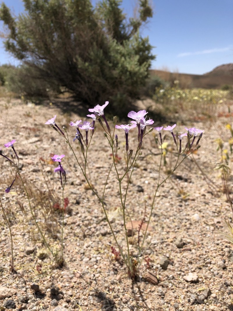 Gilia cana subsp. speciosa photo 8