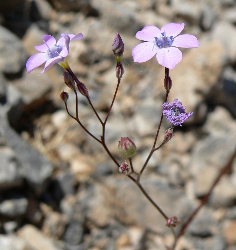 Gilia cana subsp. spiciformis