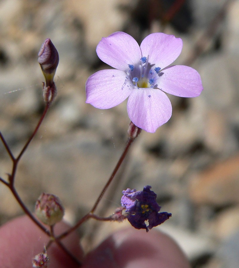 Gilia cana subsp. spiciformis photo 2