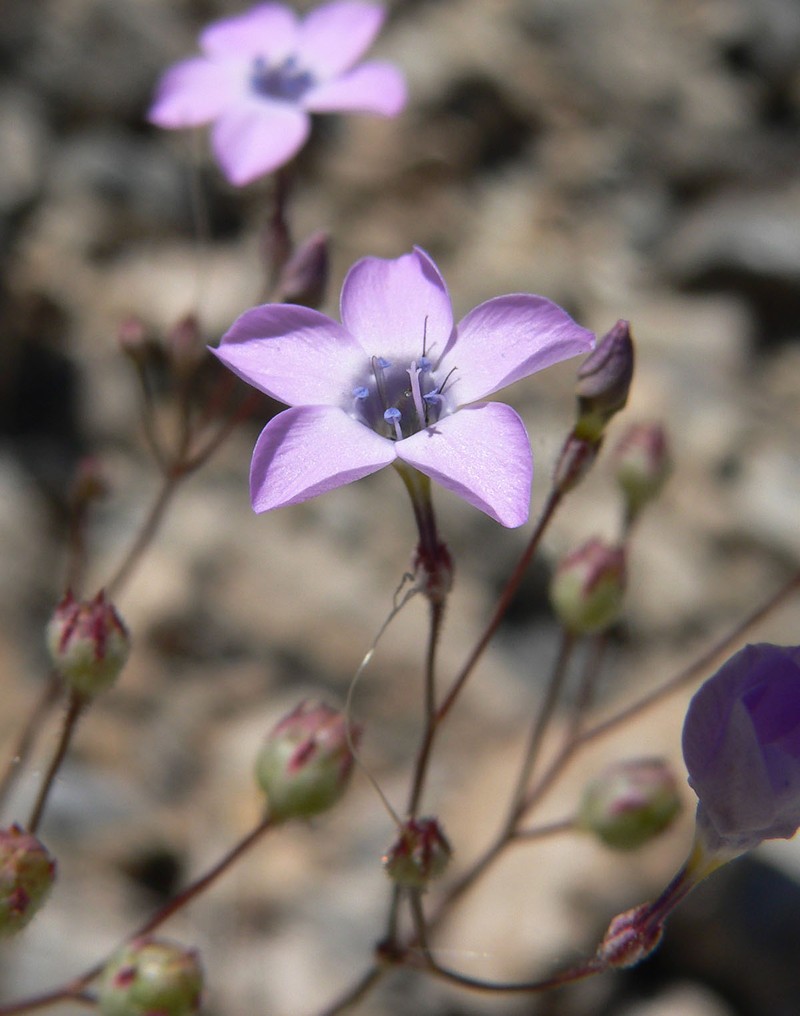 Gilia cana subsp. spiciformis photo 3