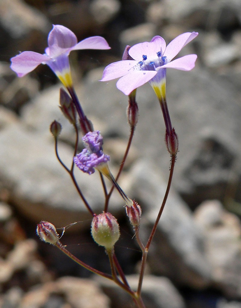 Gilia cana subsp. spiciformis photo 4