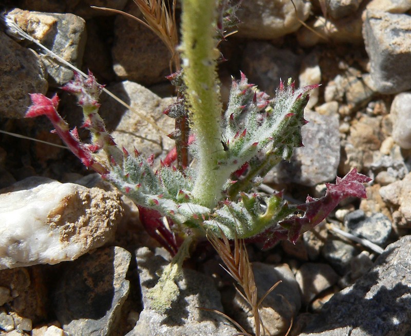 Gilia cana subsp. spiciformis photo 5
