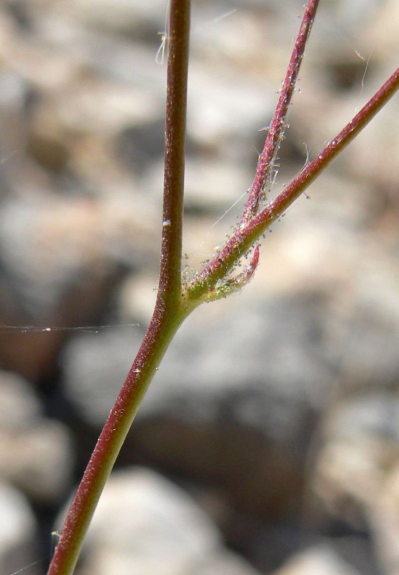 Gilia cana subsp. spiciformis photo 6
